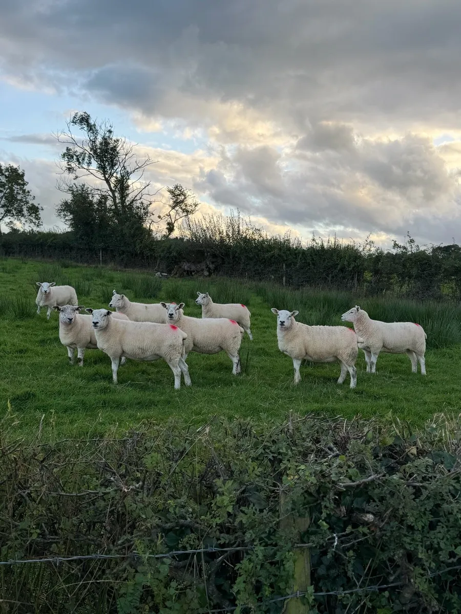 Texel bred hoggetts for sale - Image 1