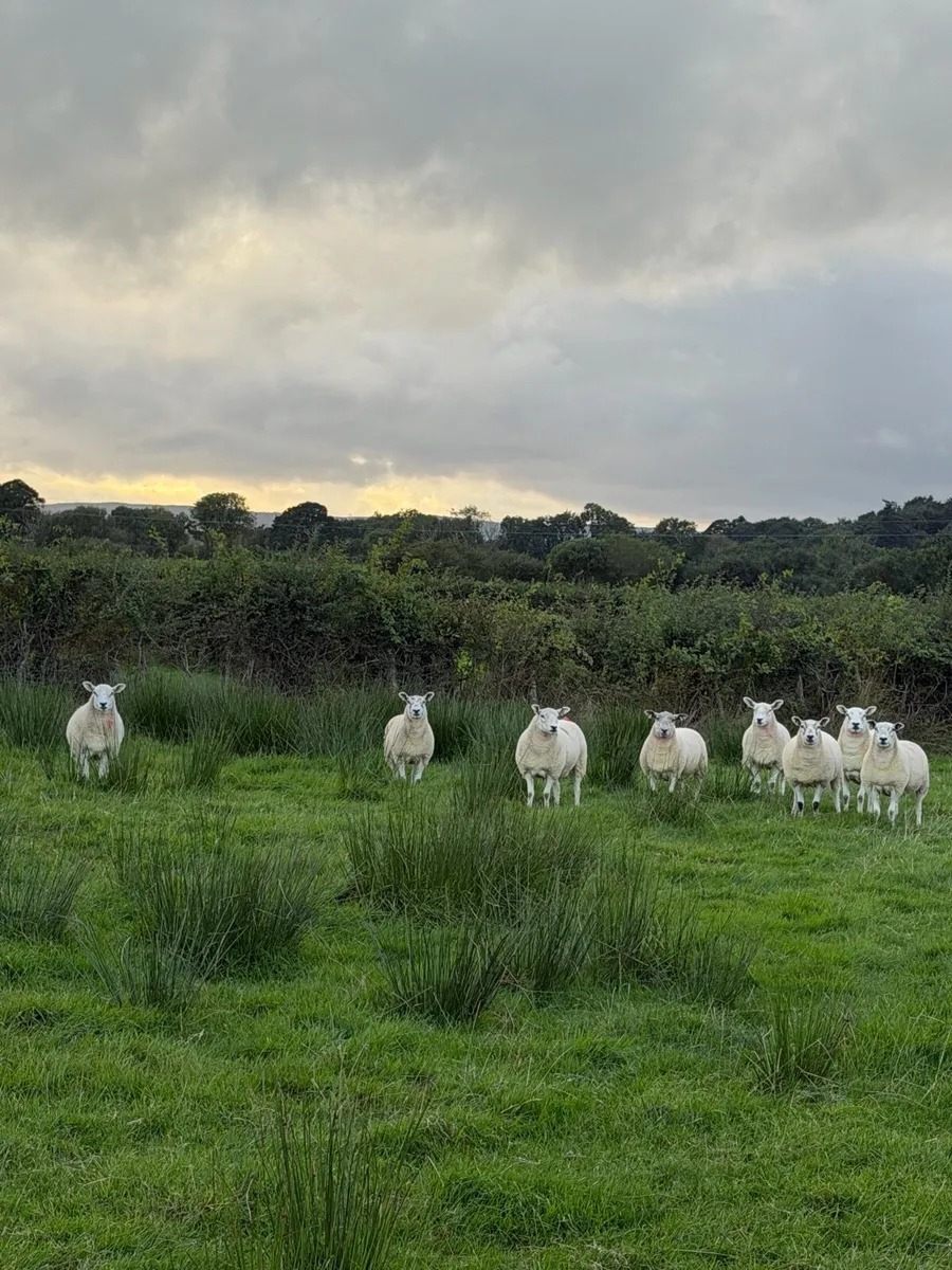 Texel bred hoggetts for sale - Image 4