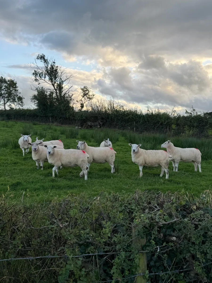 Texel bred hoggetts for sale - Image 2