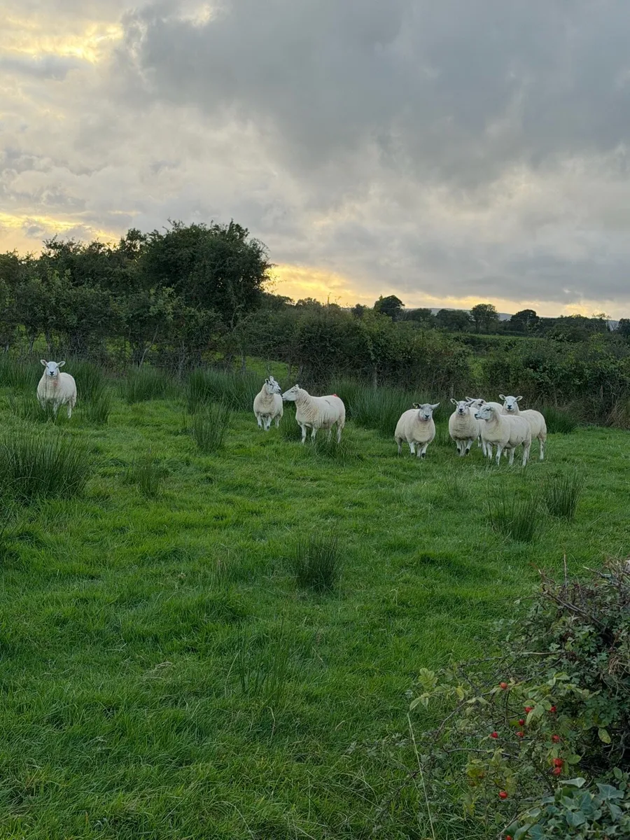 Texel bred hoggetts for sale - Image 3