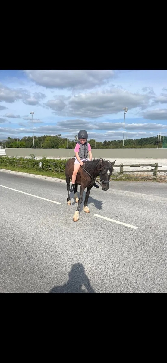 12.2 pony - Image 3