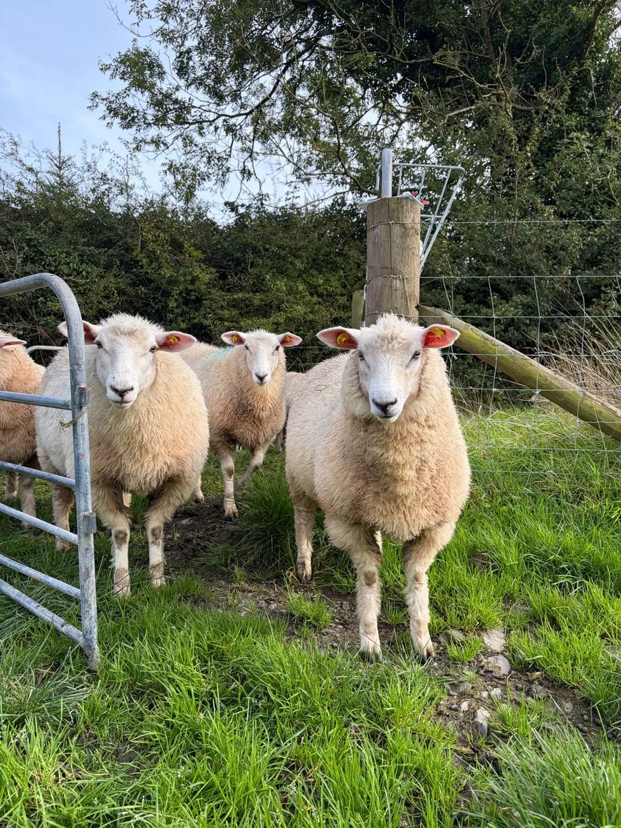 Pure bred Galway Ewe Lambs - Image 1