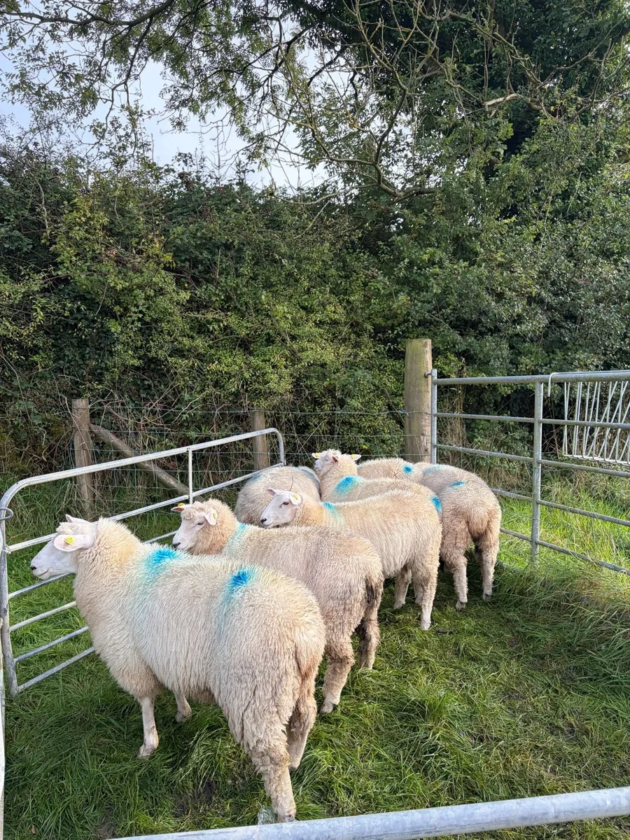 Pure bred Galway Ewe Lambs - Image 2