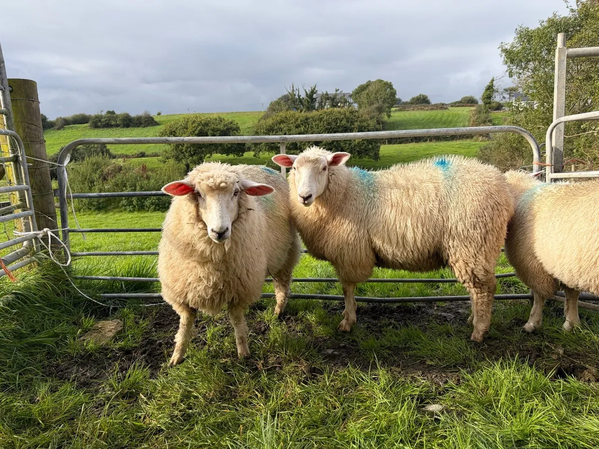 Pure bred Galway Ewe Lambs - Image 3