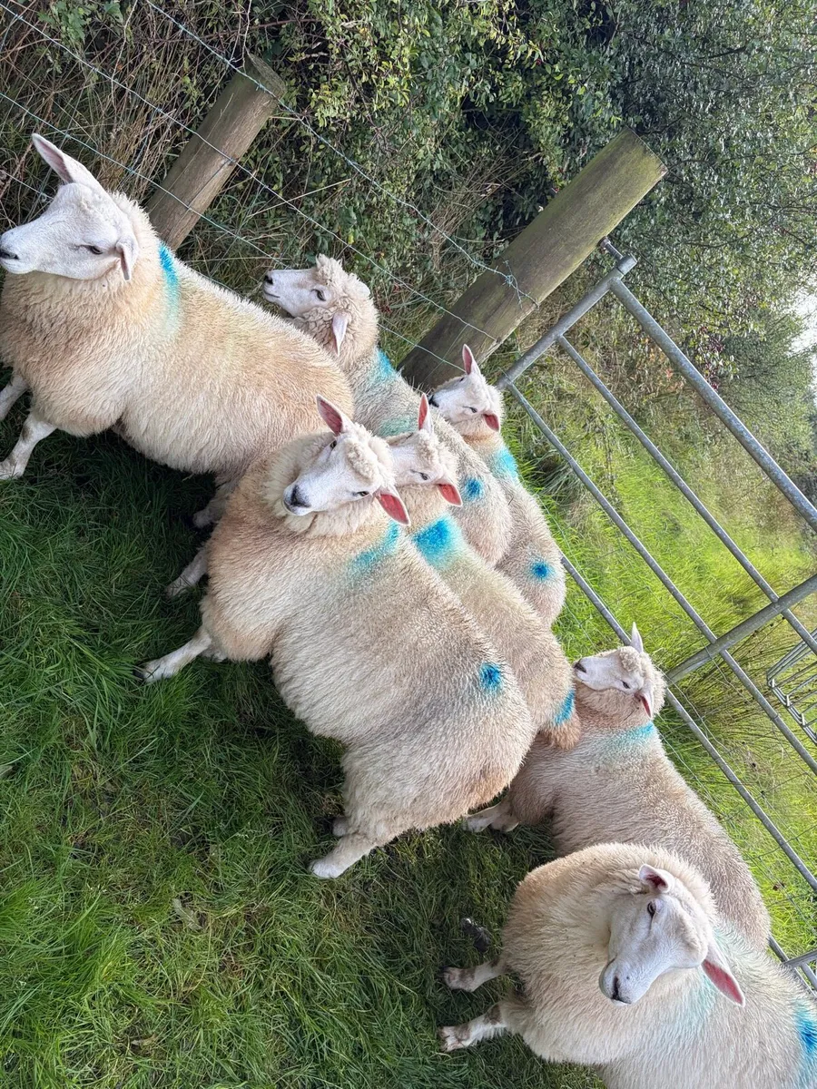Pure bred Galway Ewe Lambs - Image 4