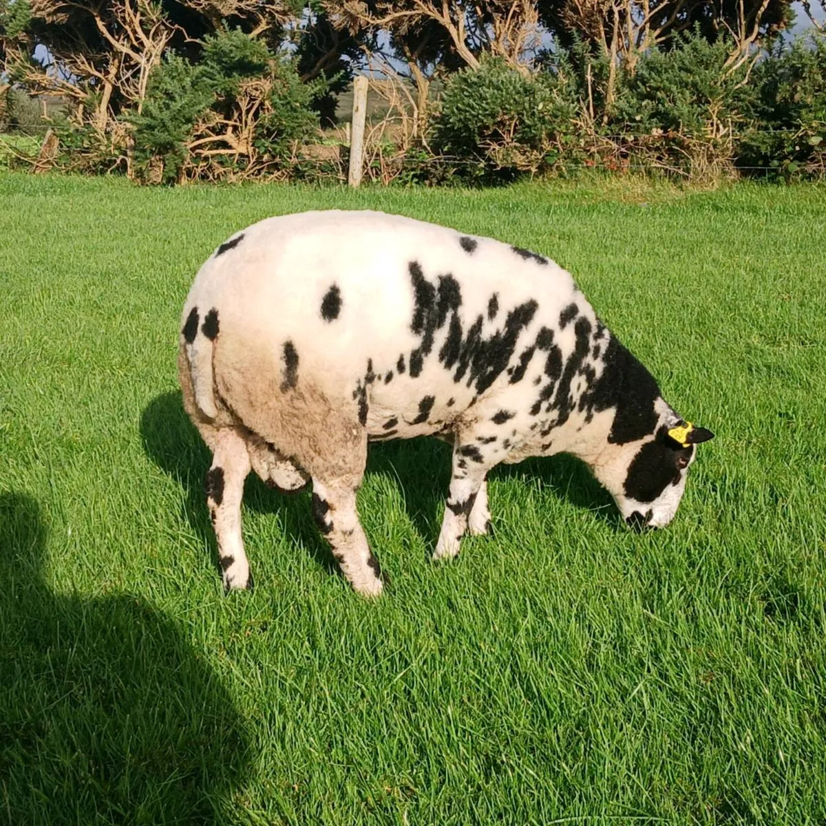 Dutch Spotted Ram - Image 4