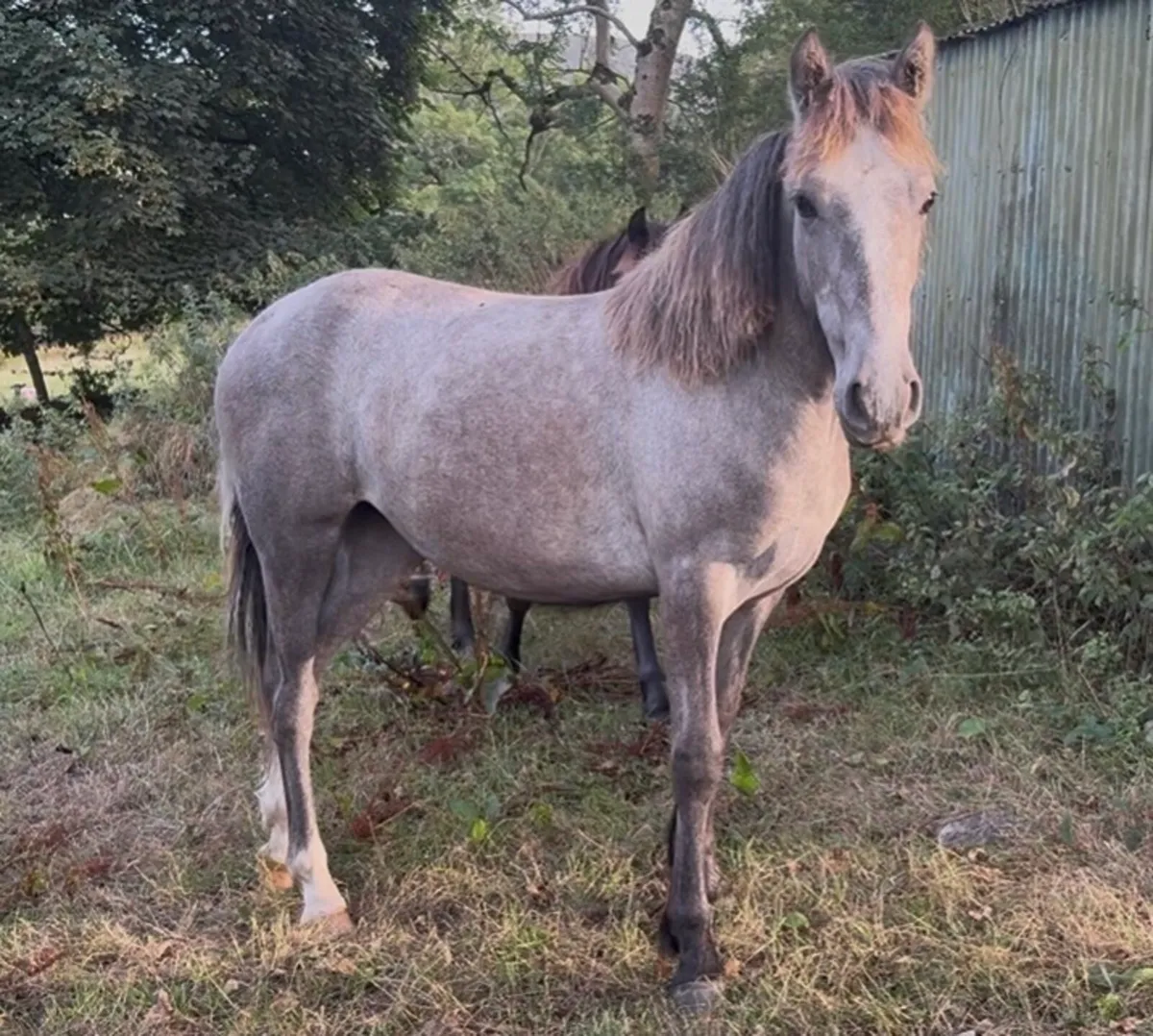 Ponies - Image 1