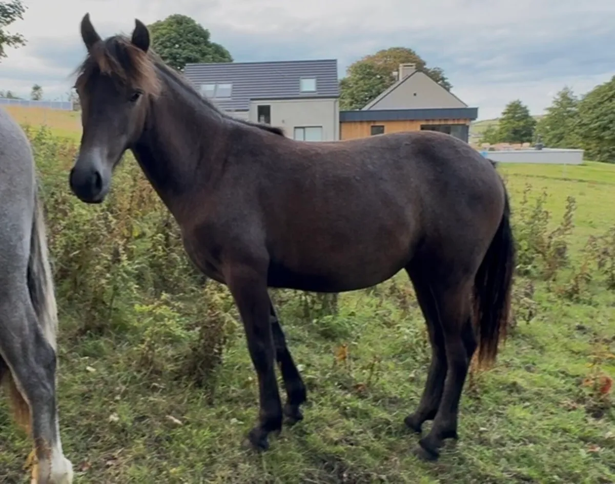 Ponies - Image 2