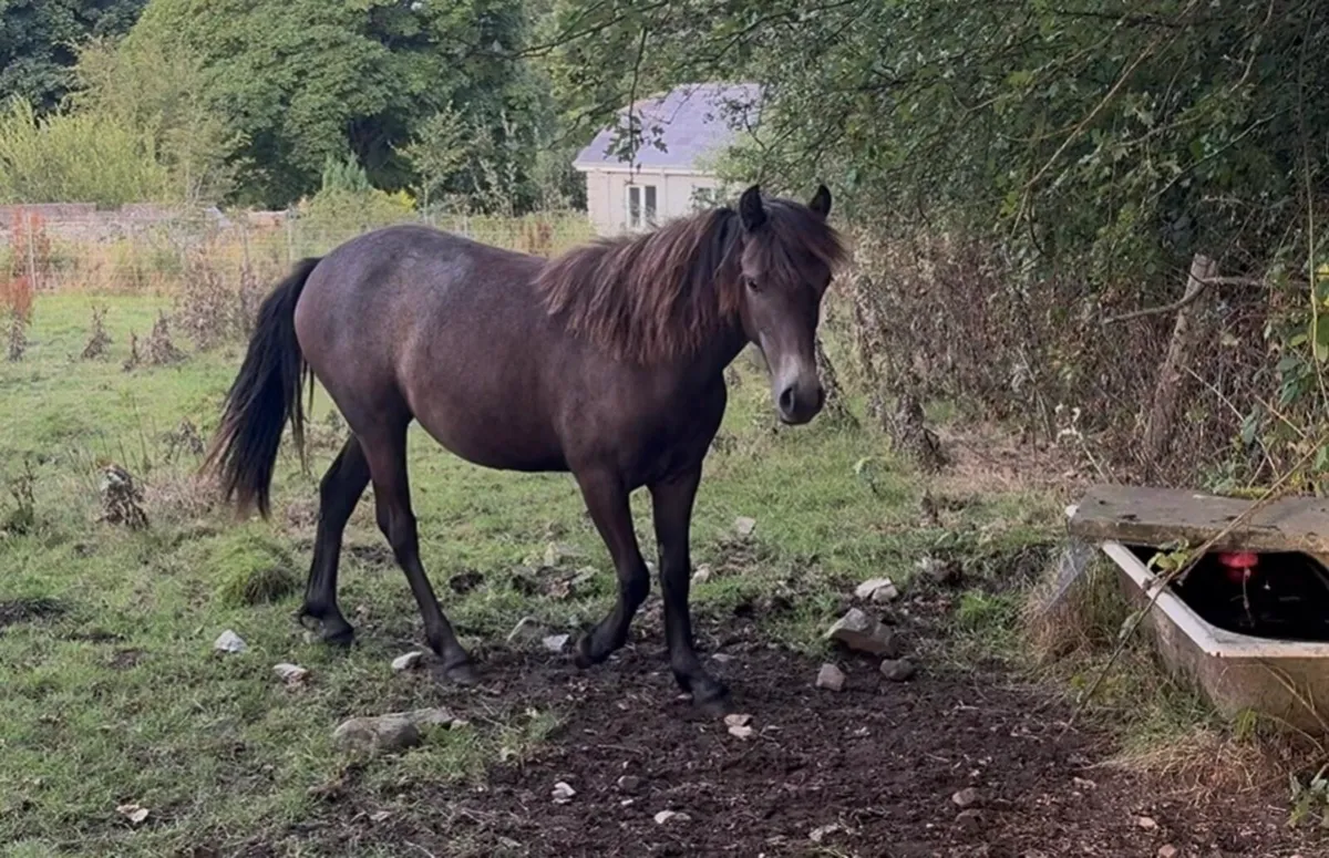 Ponies - Image 3