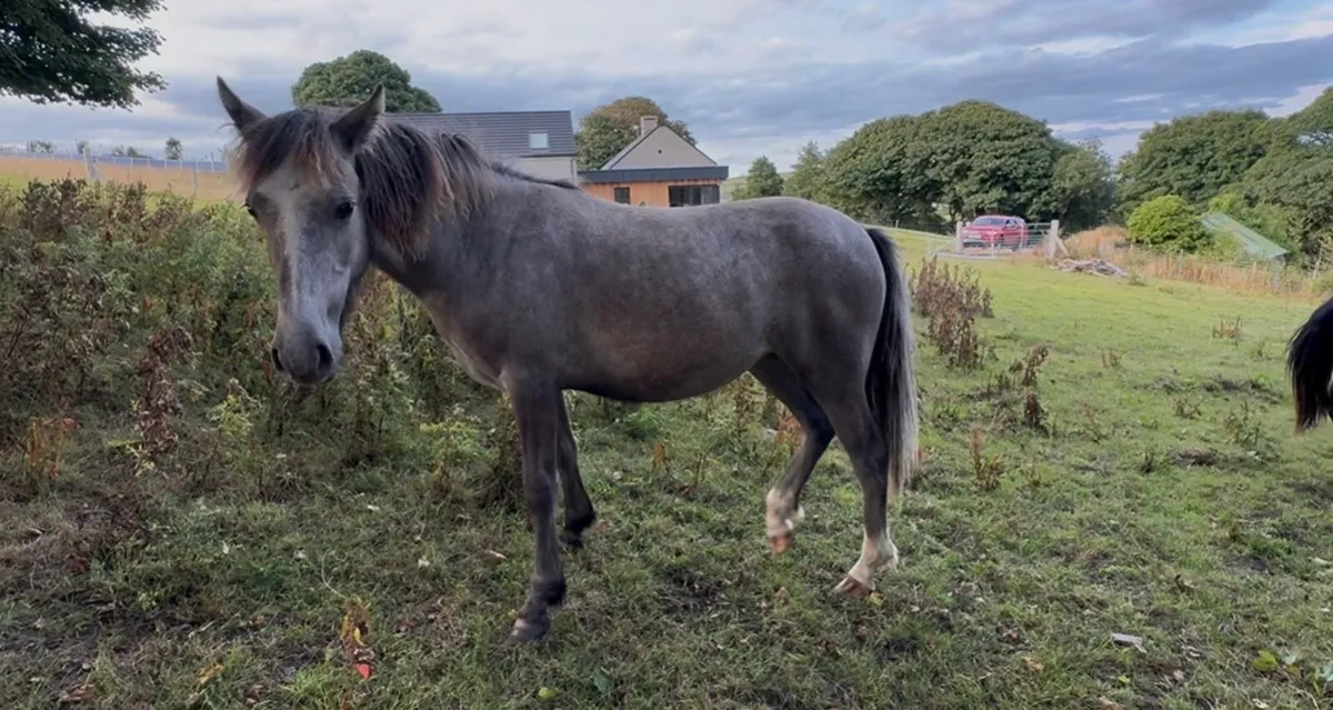 Ponies - Image 4
