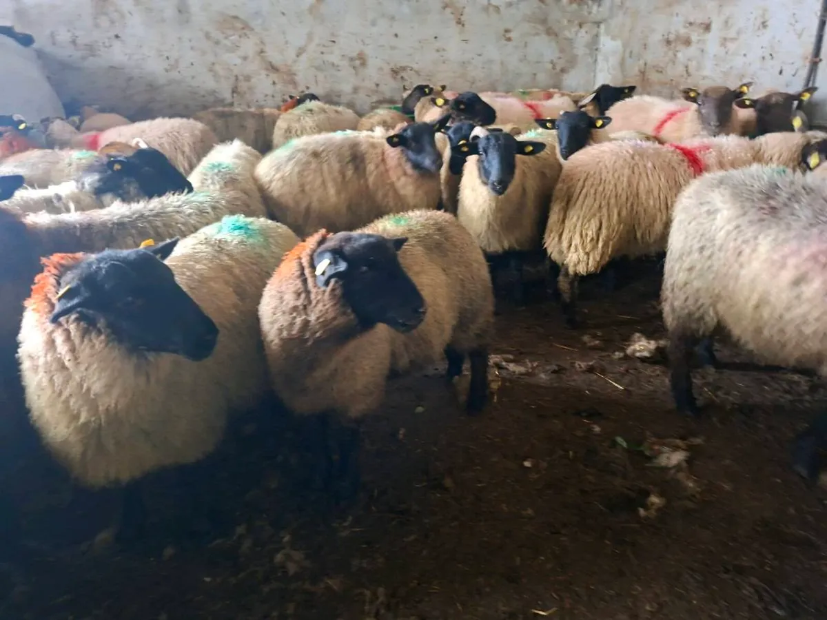 Suffolk ewe lambs - Image 2