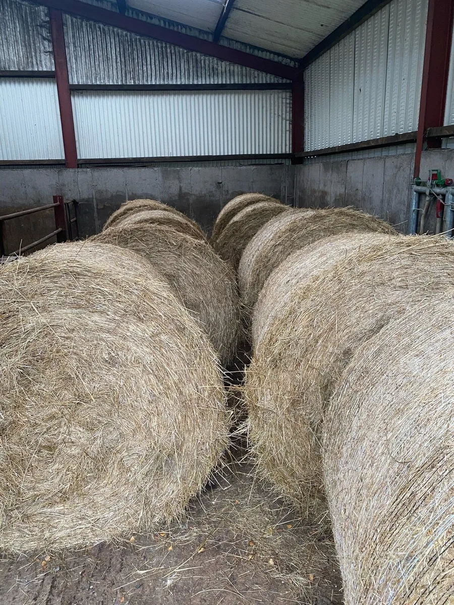 Bedding - Image 2