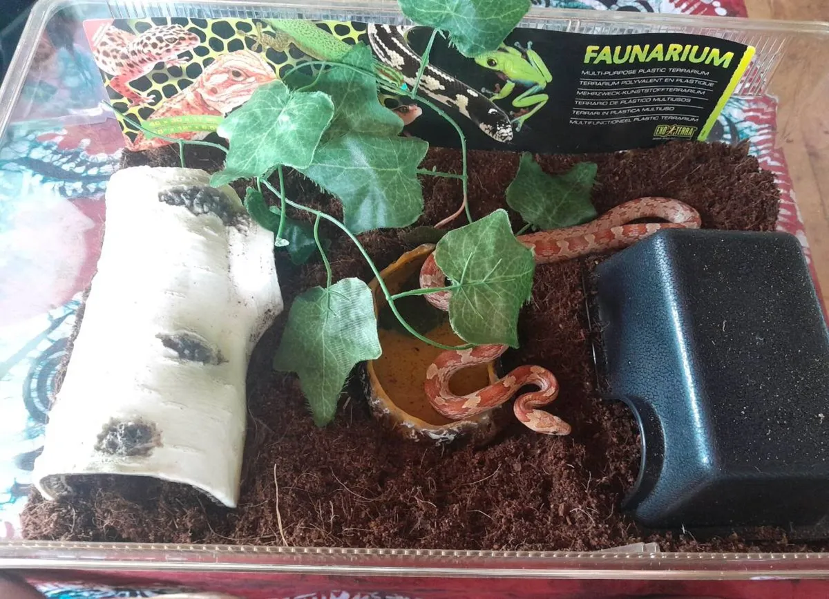 Snake Large Exo Terra starter kit - Image 3