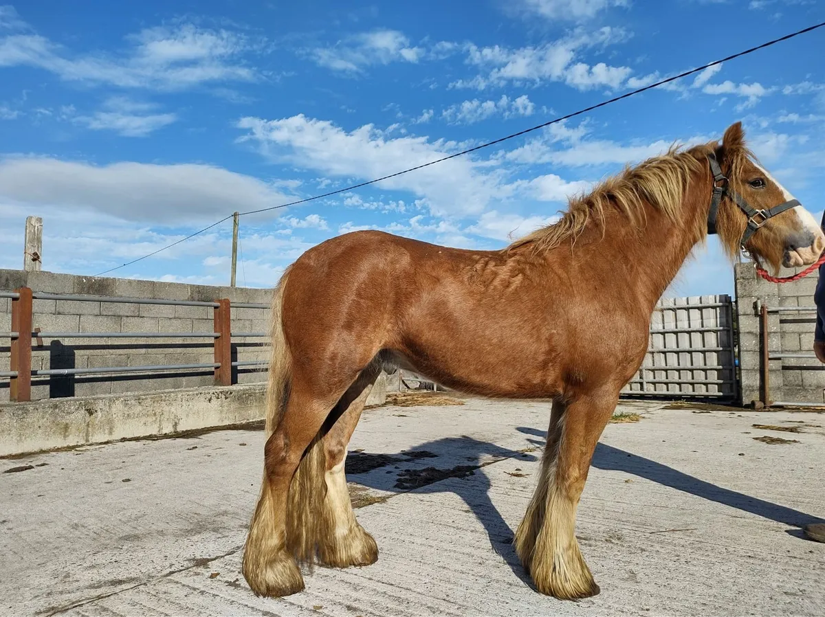 Pony - Image 1