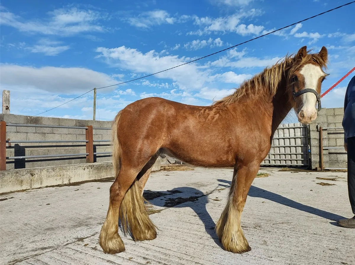 Pony - Image 3