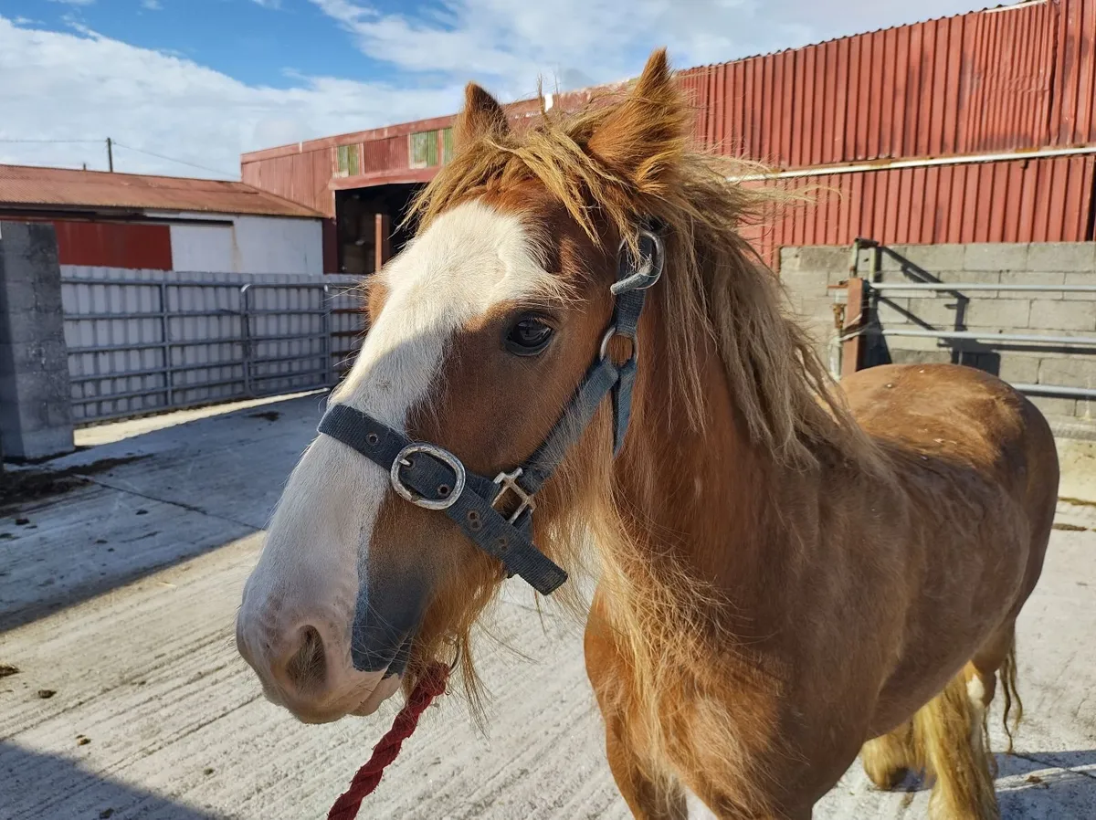 Pony - Image 2