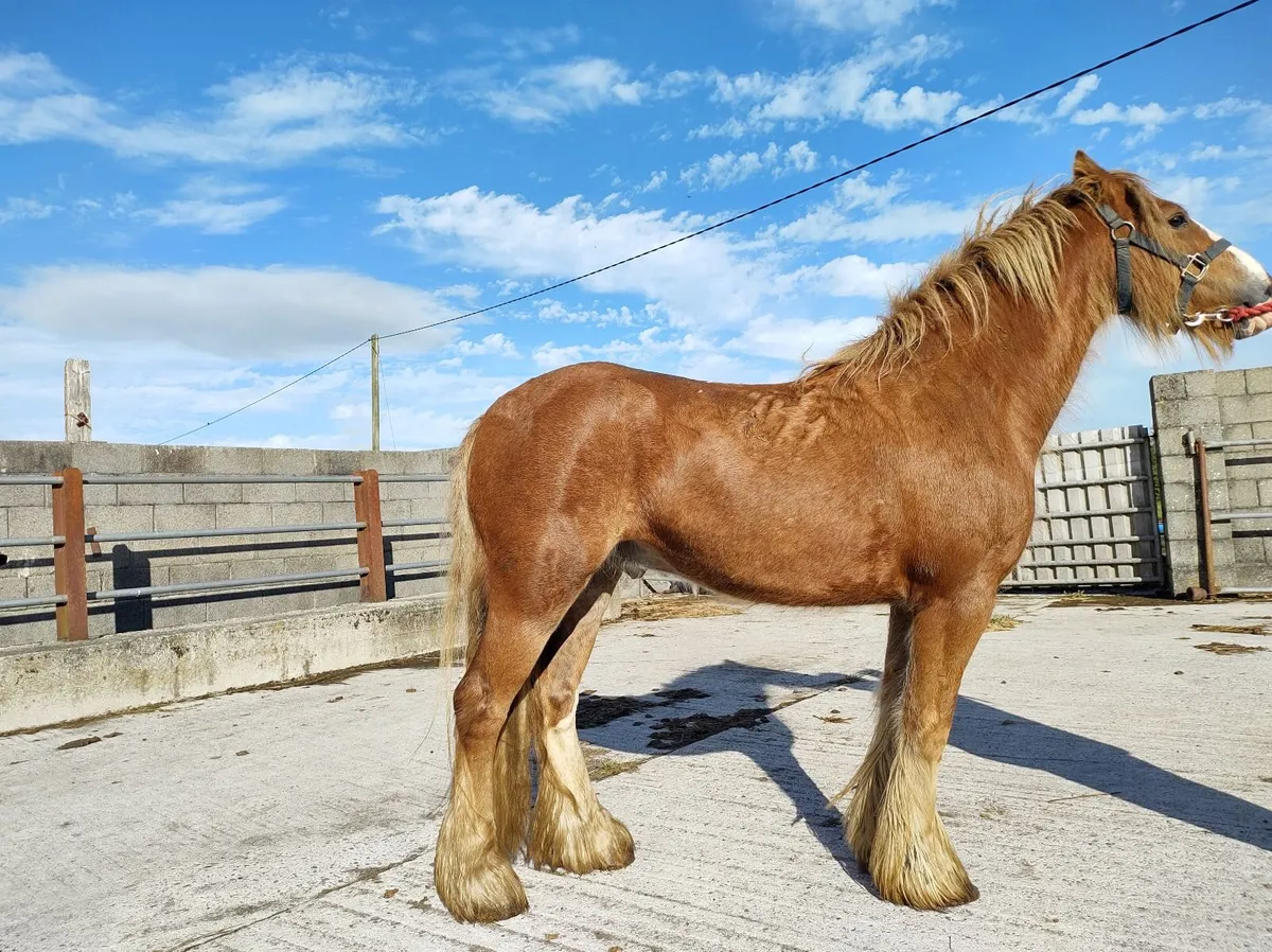 Pony - Image 4
