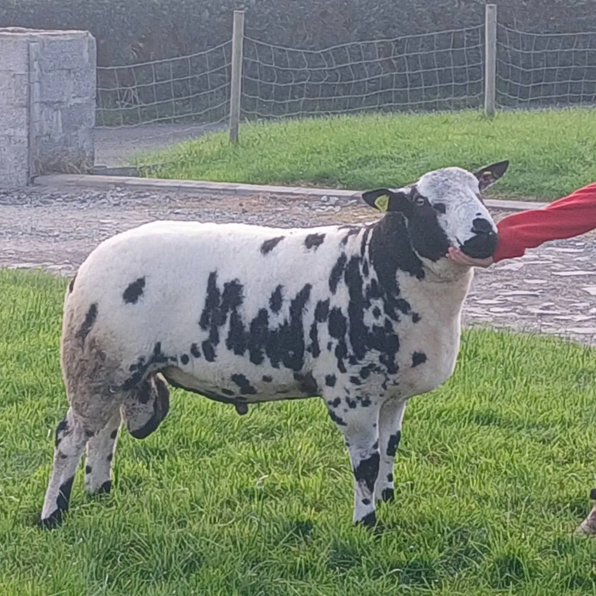 Dutch Spotted Ram - Image 1