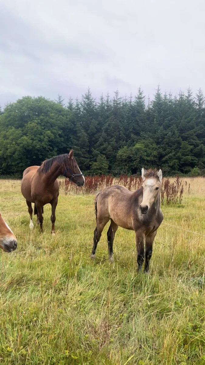 Filly foals for sale - Image 1