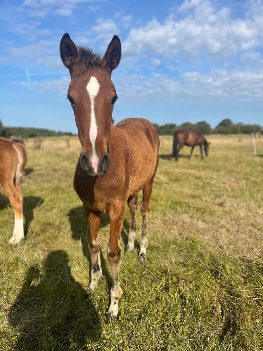 Filly foals for sale - Image 2