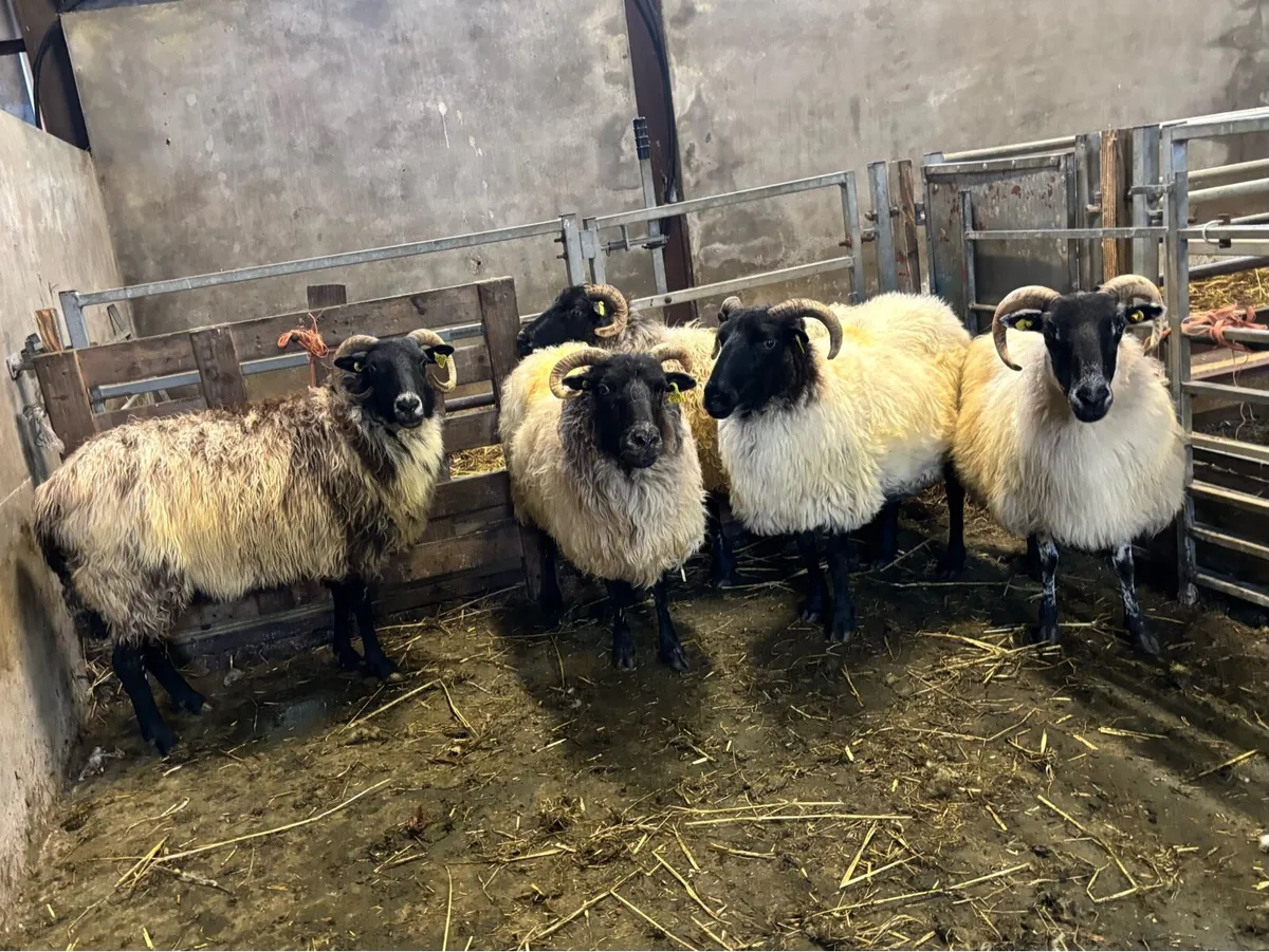 5 MAYO BLACKFACE EWES FOR SALE - Image 3