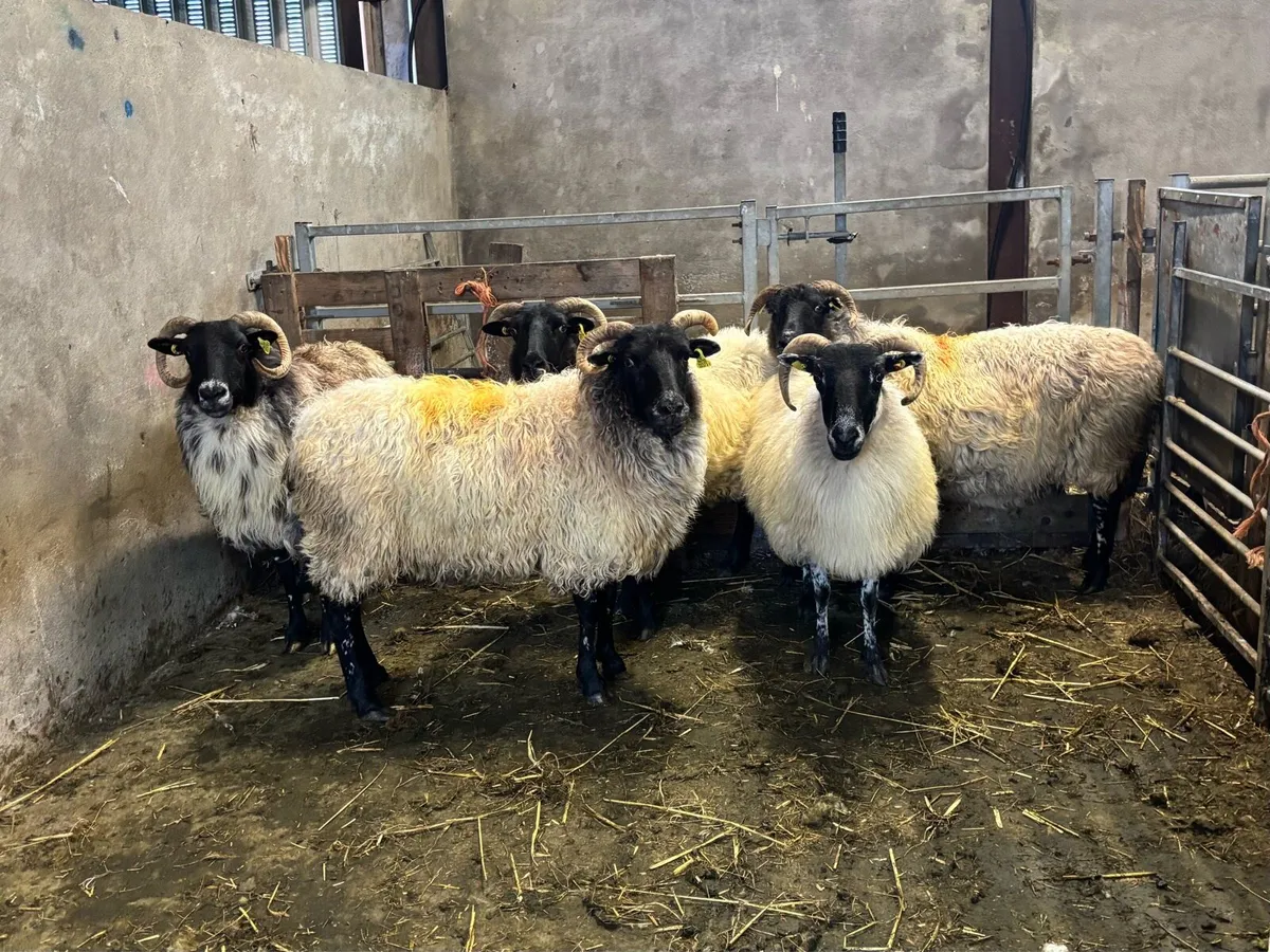 5 MAYO BLACKFACE EWES FOR SALE - Image 2