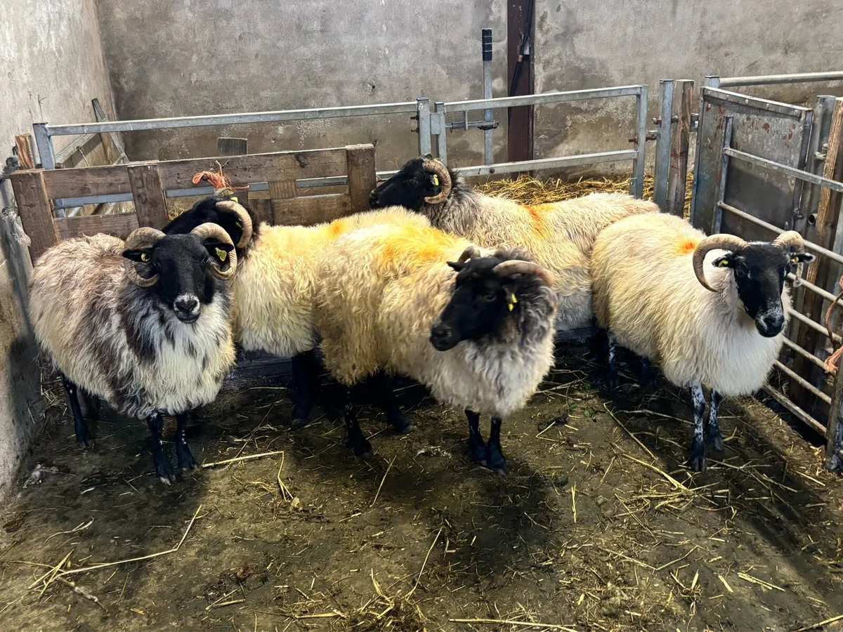 5 MAYO BLACKFACE EWES FOR SALE - Image 4