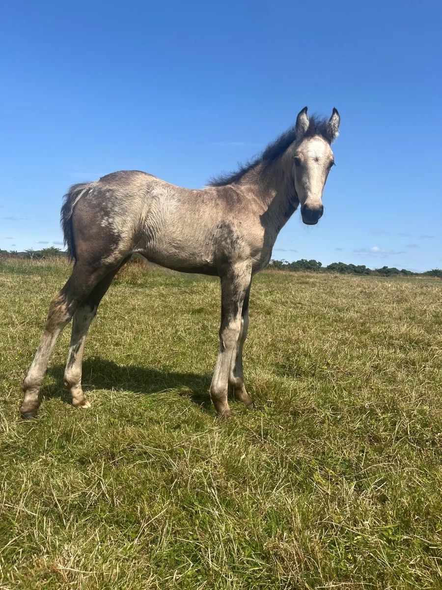 Filly foals for sale - Image 4