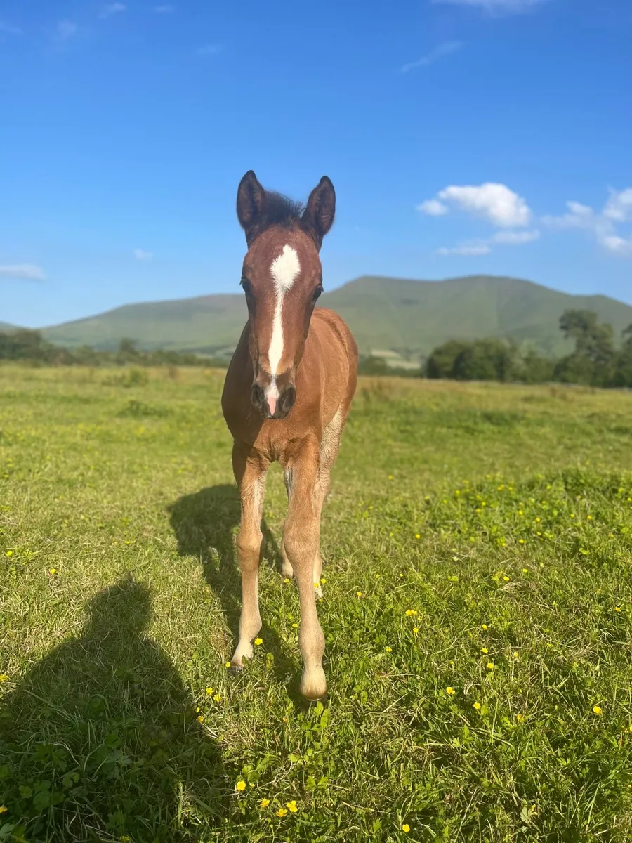 Filly foals for sale - Image 3
