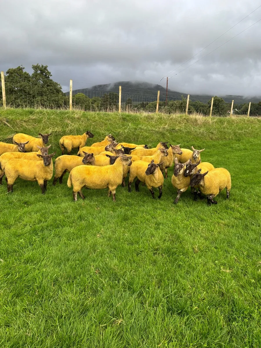 Suffock Cheviot and suffock x texel hoggets - Image 2