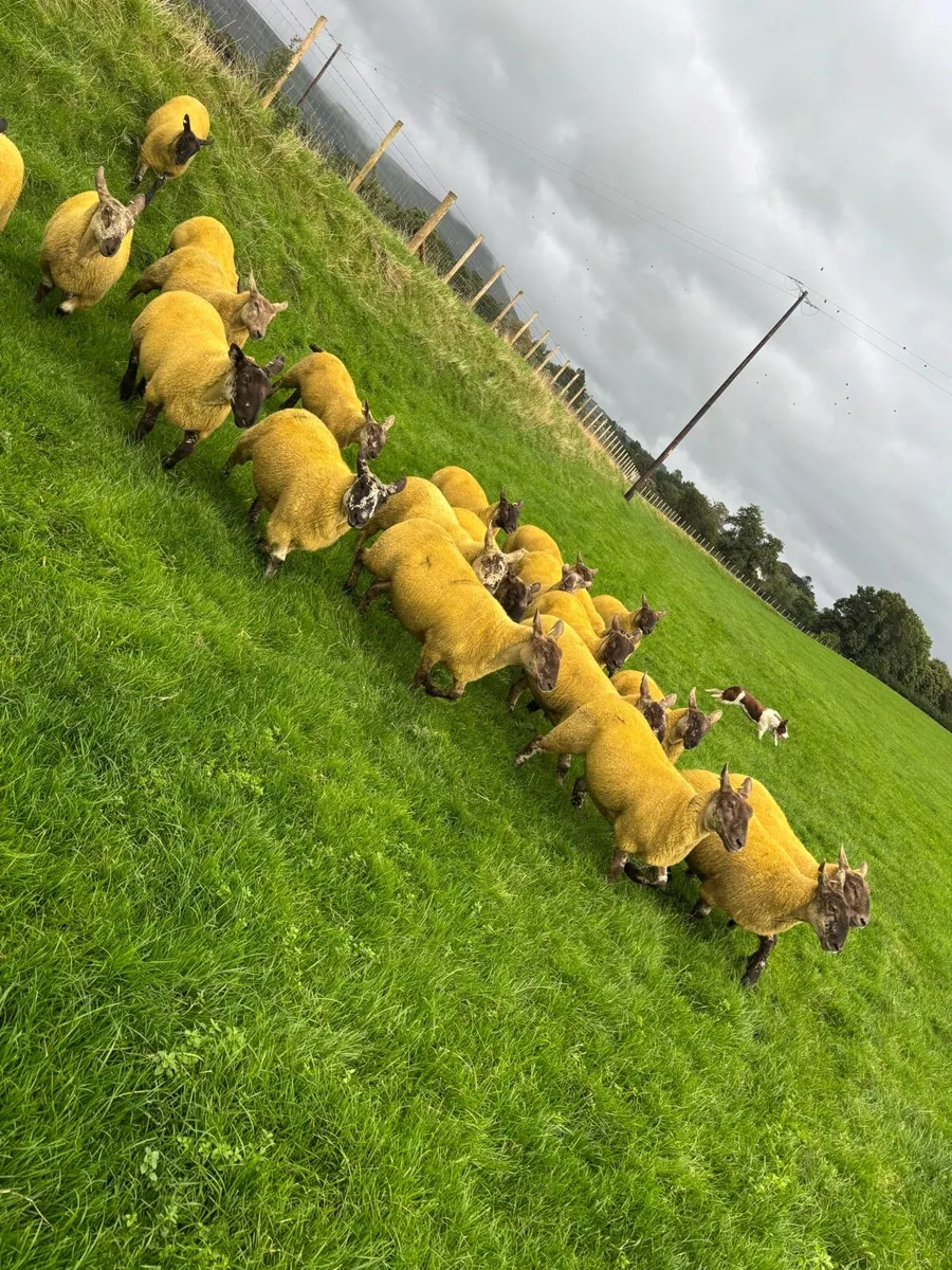 Suffock Cheviot and suffock x texel hoggets - Image 3
