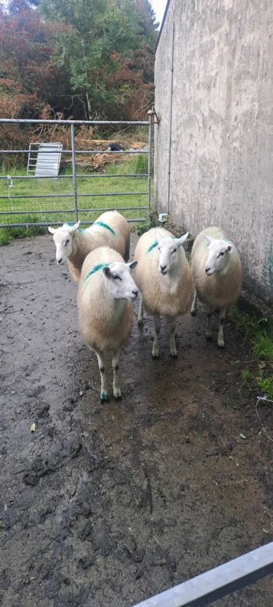 LIEYN RAMS FOR SALE - Image 1