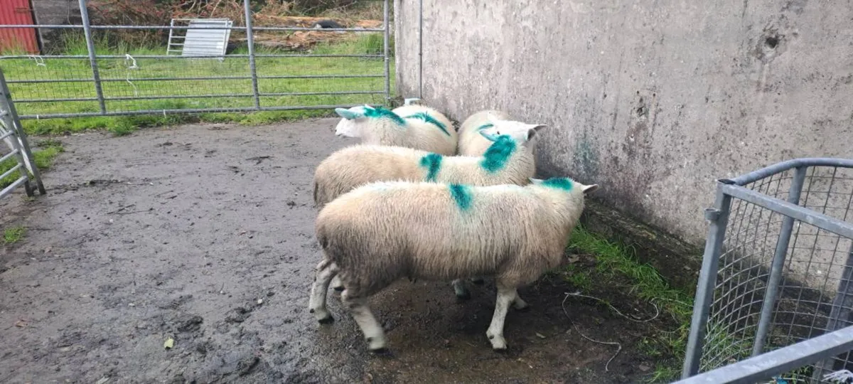 LIEYN RAMS FOR SALE - Image 2