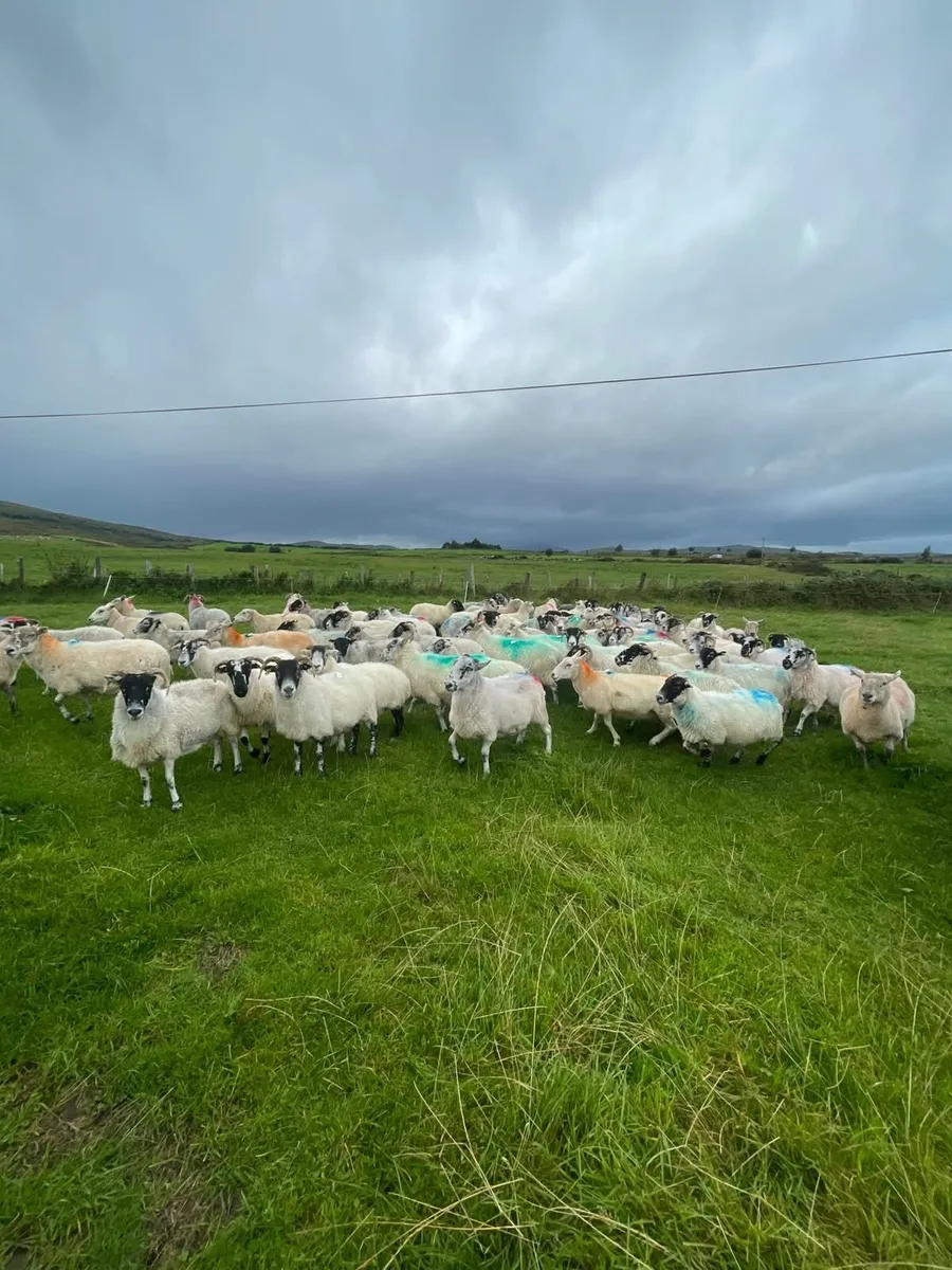 300 ewes for sale - Image 2