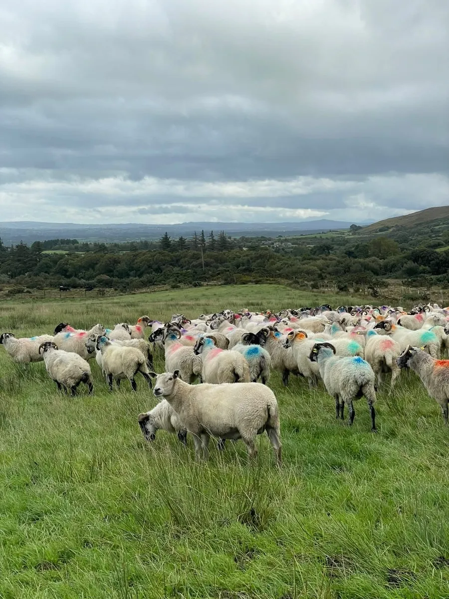 300 ewes for sale - Image 1