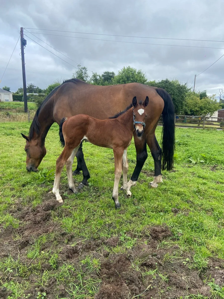 Zapatero Colt Foal - Image 2