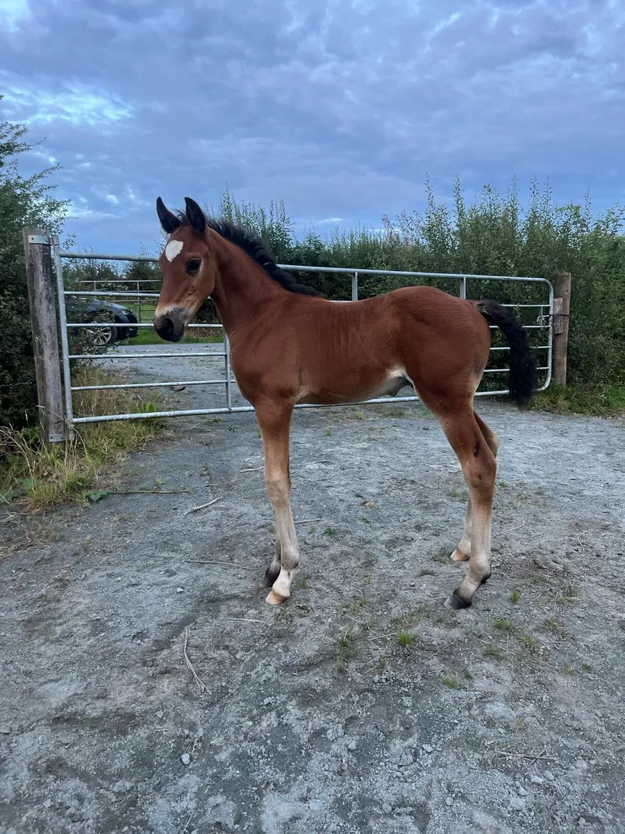 Zapatero Colt Foal - Image 1