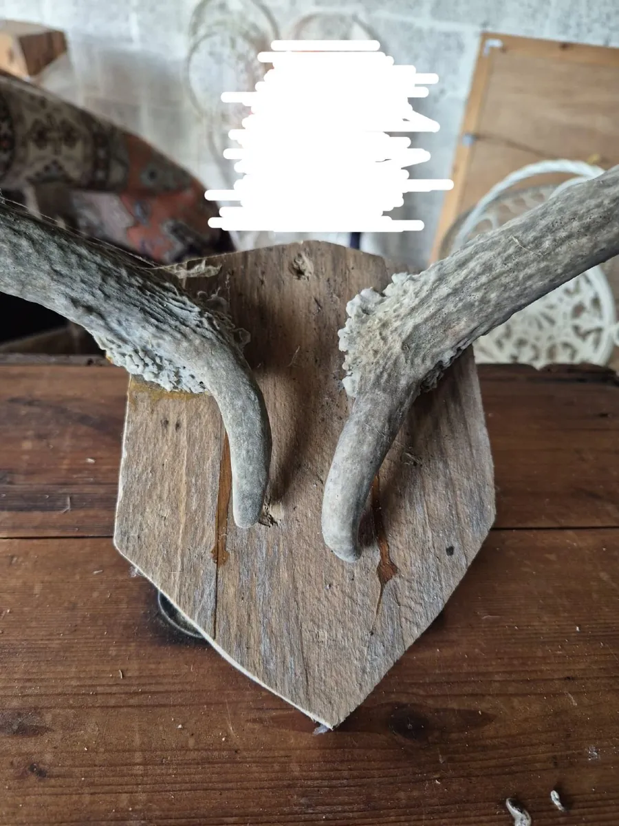 Mounted Plaque (79 Euro For Full Collection!) - Image 3