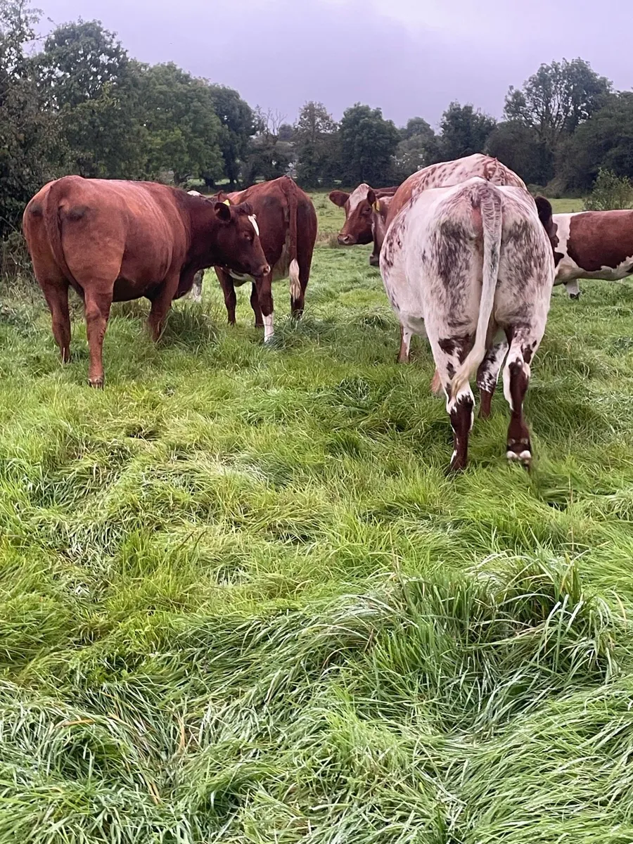 Heifers - Image 4