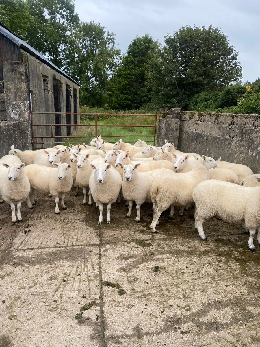 Cheviot hoggets - Image 2