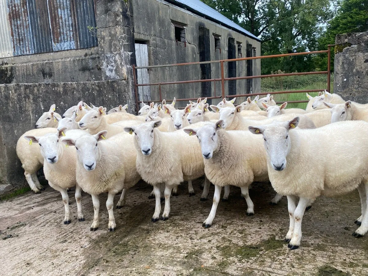 Cheviot hoggets - Image 1