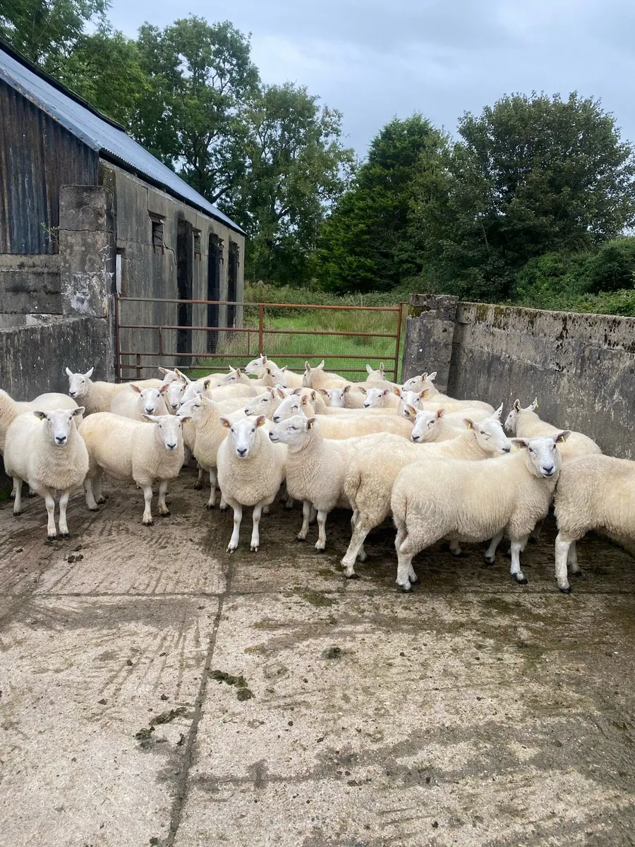 Cheviot hoggets - Image 3