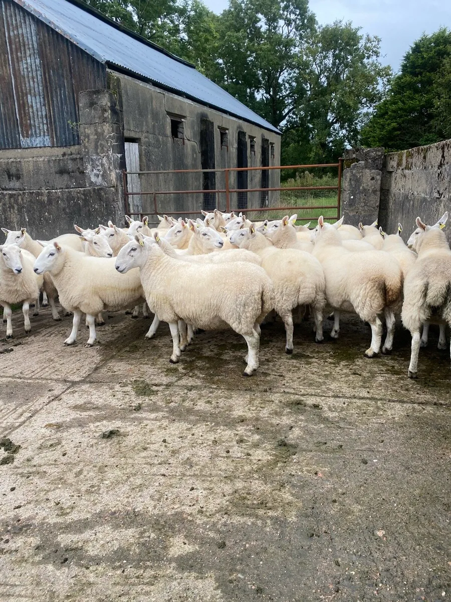 Cheviot hoggets - Image 4