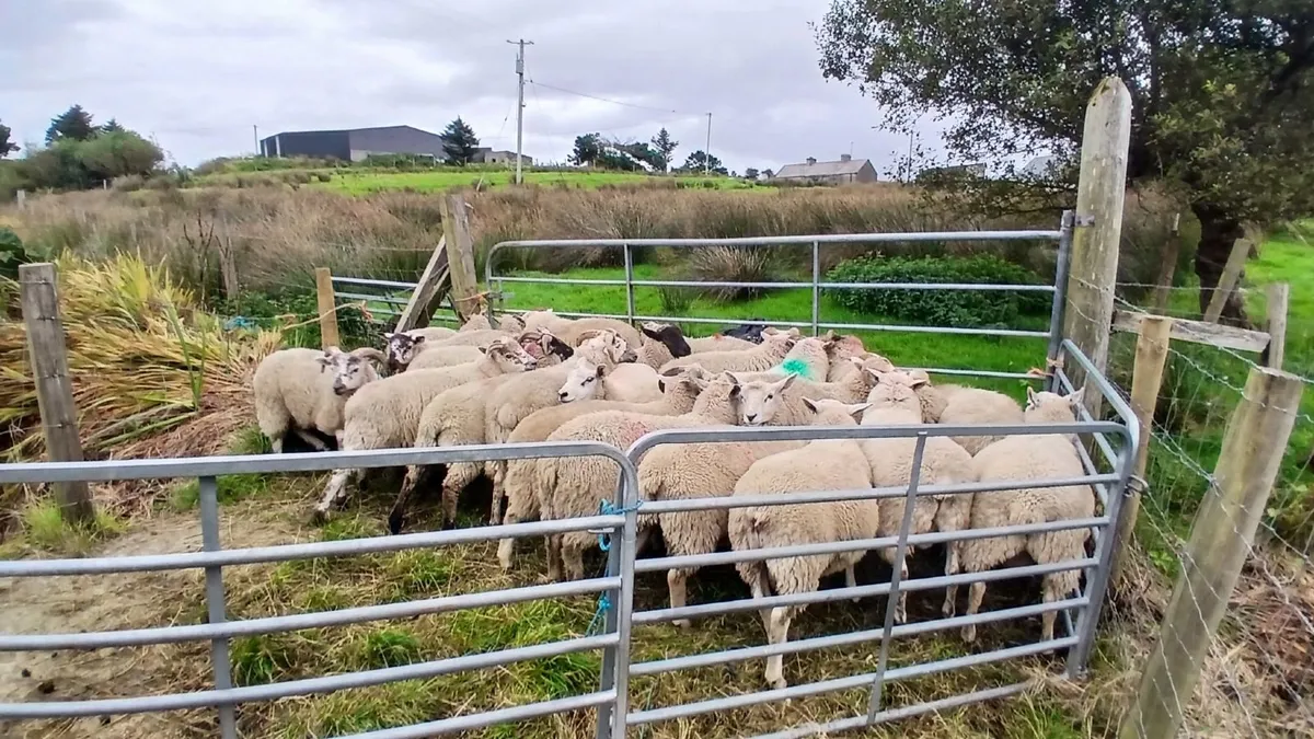 Strong forward texal charlollais cross ram lambs - Image 1