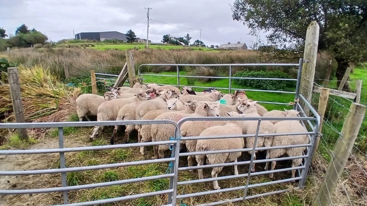 Strong forward texal charlollais cross ram lambs - Image 2