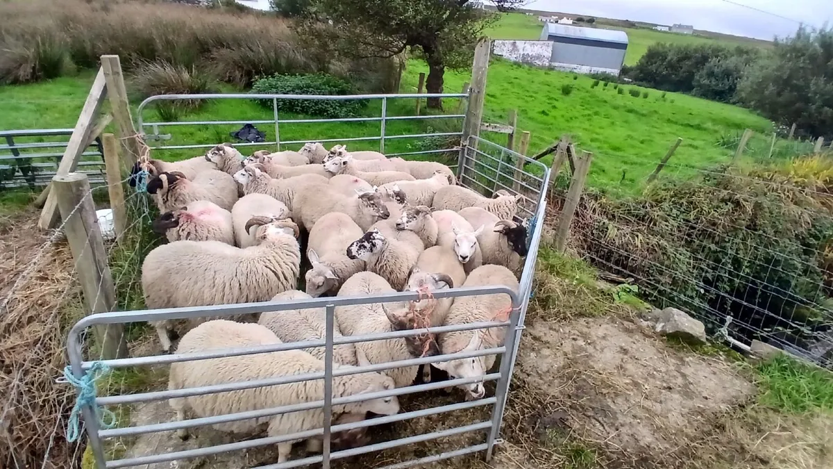 Strong forward texal charlollais cross ram lambs - Image 3