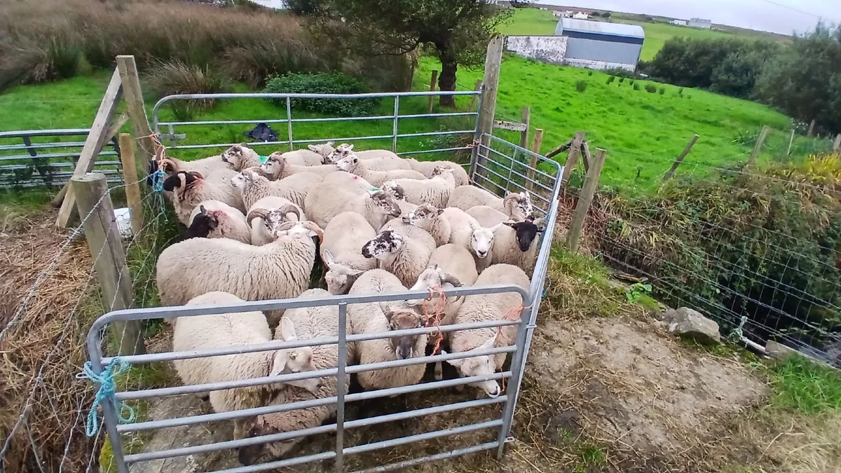 Strong forward texal charlollais cross ram lambs - Image 4