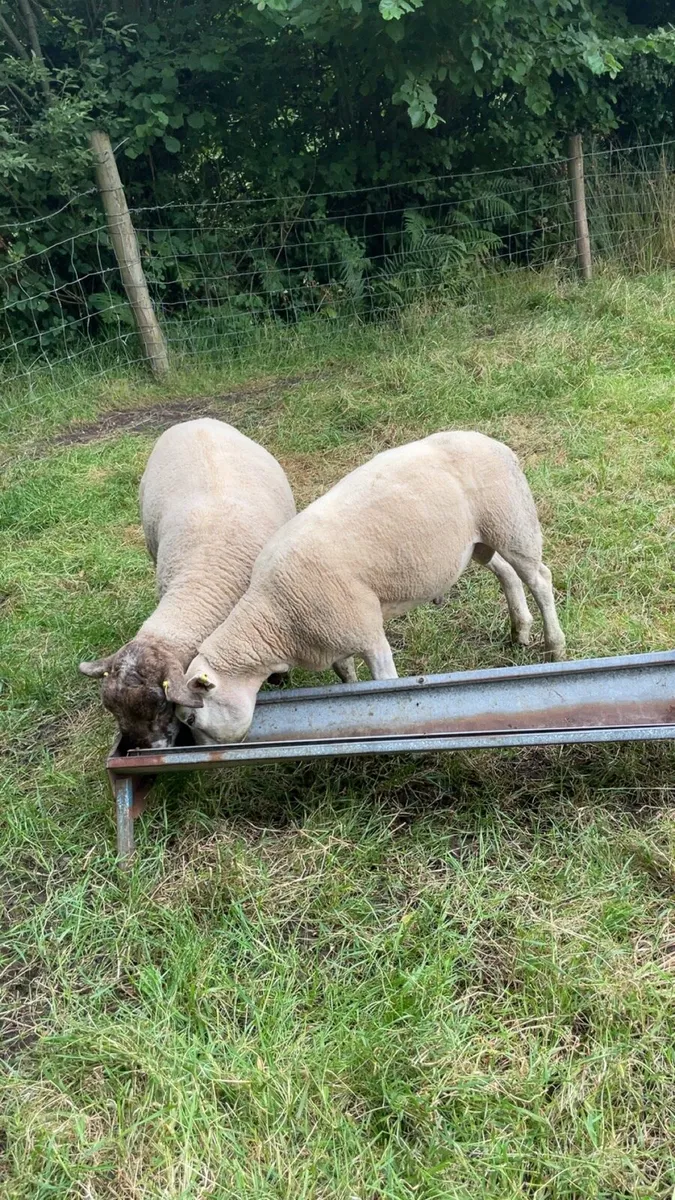 PBNR texel shearling ram - Image 2