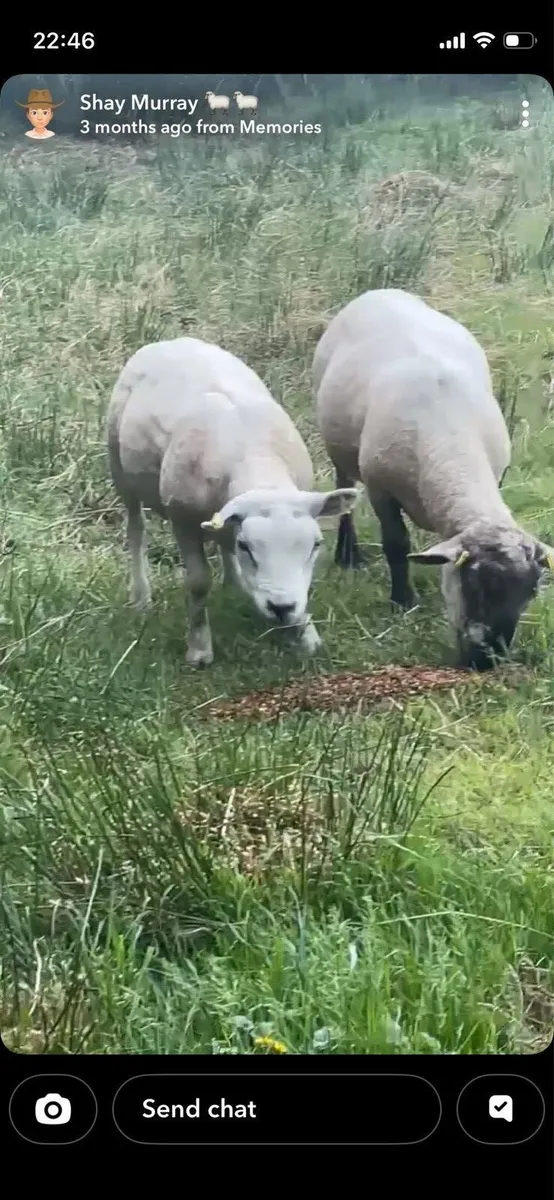 PBNR texel shearling ram - Image 1