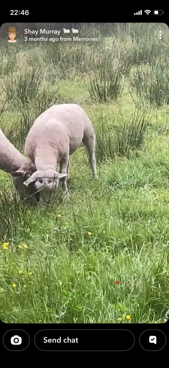 PBNR texel shearling ram - Image 3